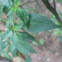 Capsicum annuum L.